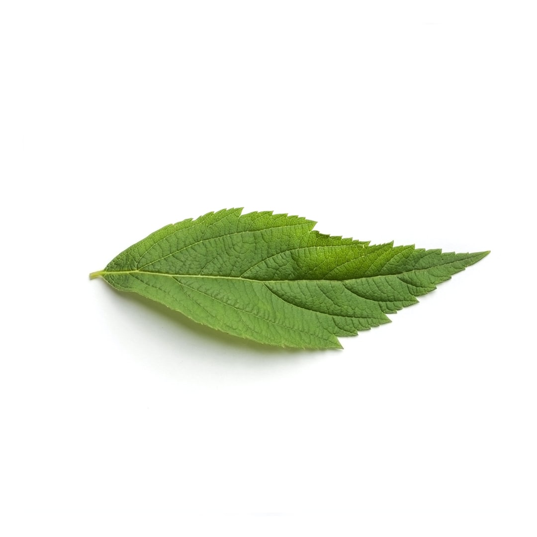 Hoja detalle Riesco y Marcos