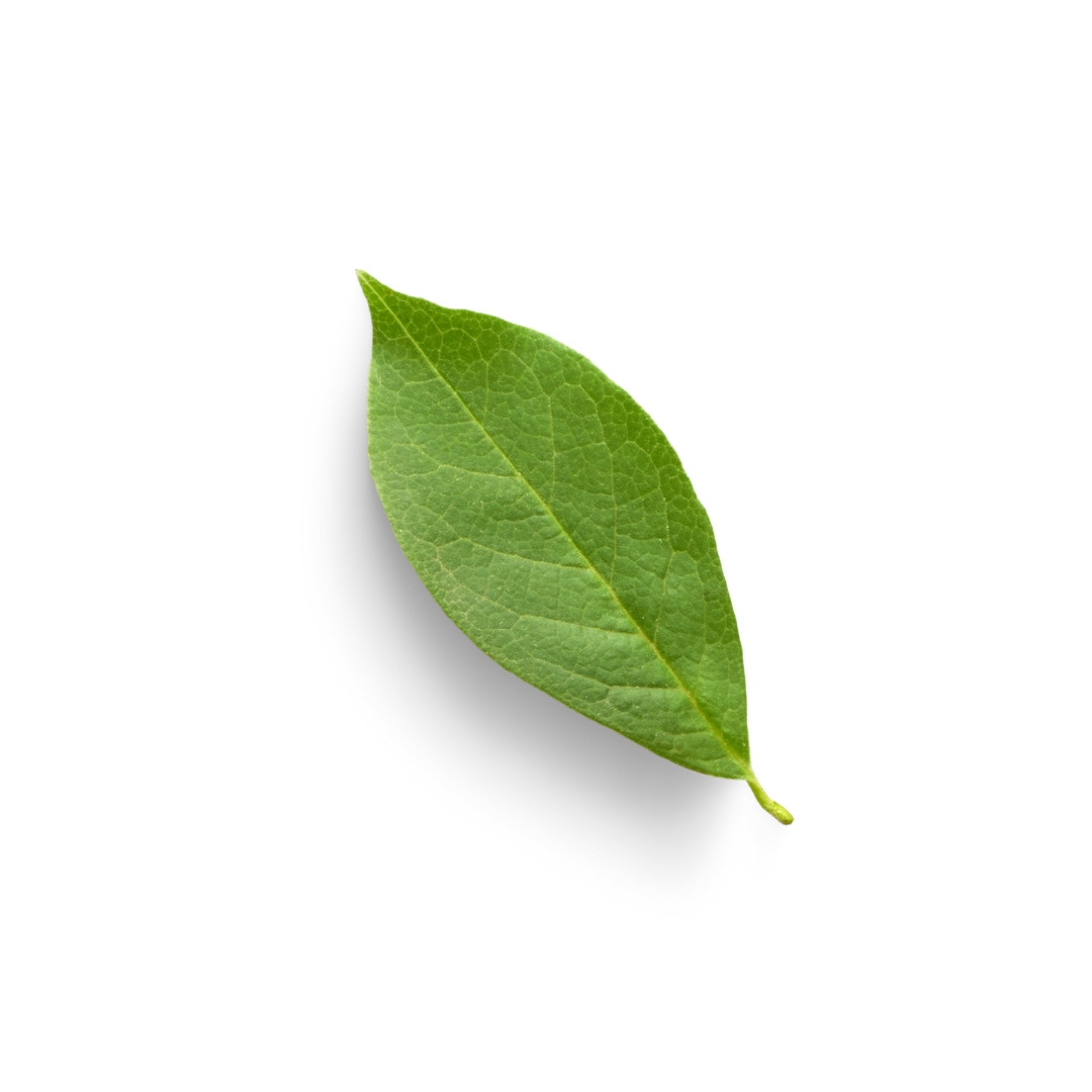 Hoja detalle Riesco y Marcos